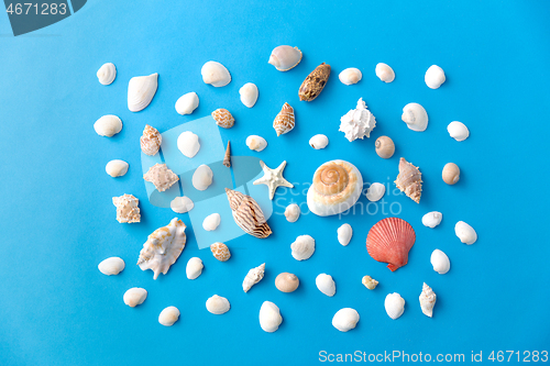 Image of different sea shells on blue background