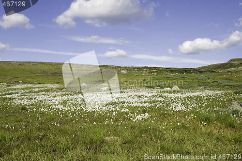 Image of Wild flower on a ridge