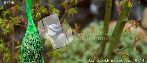 Image of Blue Tit (Cyanistes caeruleus)