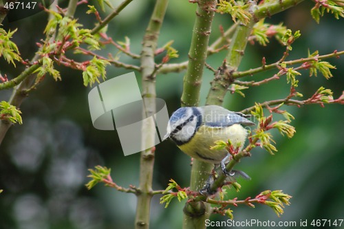 Image of Blue Tit (Cyanistes caeruleus)