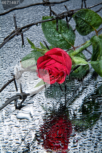 Image of Rose And Barbed Wire