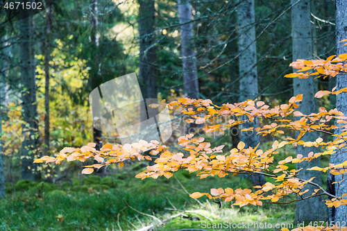 Image of Orange beech tree branch in a green forest