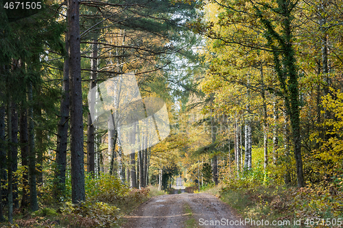 Image of Dirt road in the woods in fall season