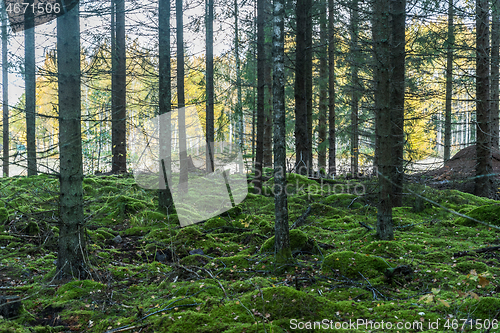 Image of Green mossgrown forest in fall season