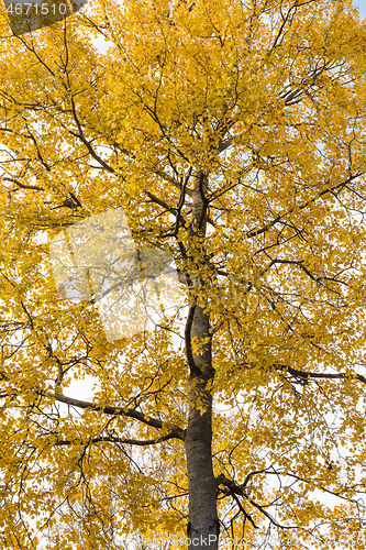 Image of Glowing aspen tree in fall season