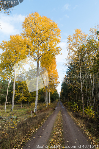 Image of Glowing aspen trees by a dirt road side