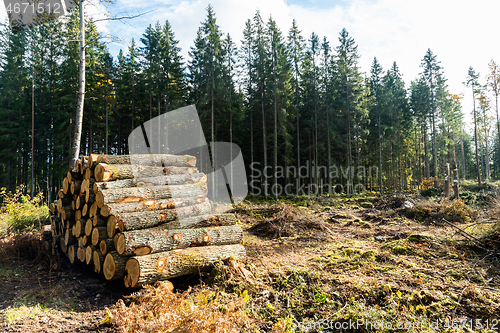 Image of Oak tree woodpile in the forest