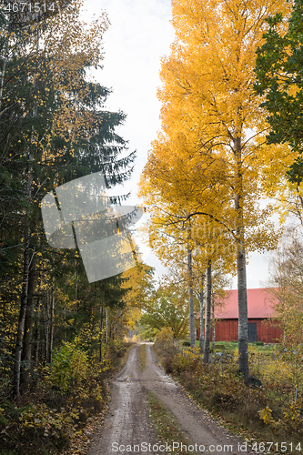 Image of Dirt road with glowing aspen trees