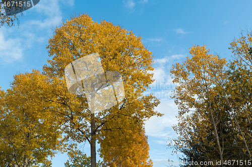 Image of Glowing aspen trees by a blue sky