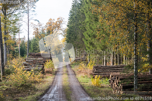 Image of Timber stacks by a dirt road in fall season