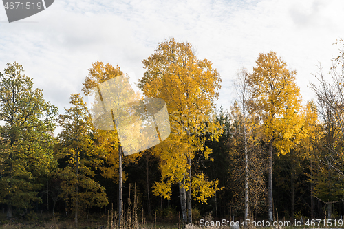 Image of Beautiful aspen trees in fall season