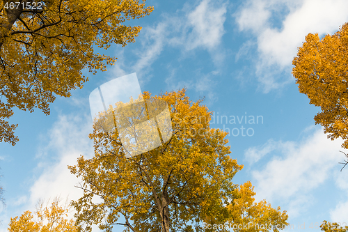 Image of Glowing aspen tree tops by a blue sky