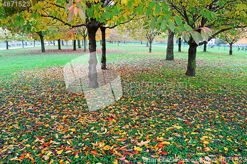 Image of Autumn in city park with tress and colorful leaves on green gras