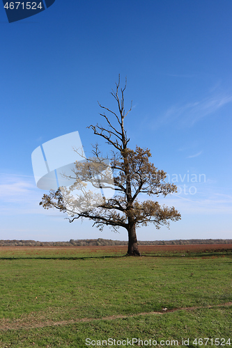 Image of Lonely semi-dried tree on a green meadow 