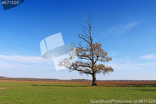 Image of Lonely semi-dried tree on a green meadow