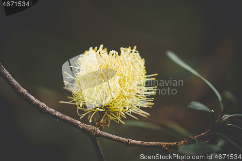 Image of Australian native flowering in spring