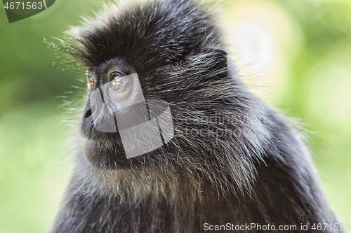 Image of Black and white Surili monkey in Borneo