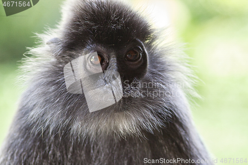 Image of Black and white Surili monkey in Borneo