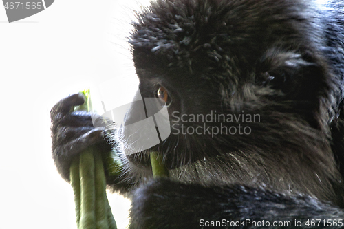 Image of Black and white Surili monkey in Borneo