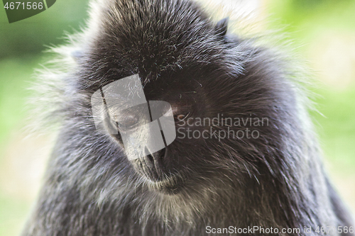 Image of Black and white Surili monkey in Borneo