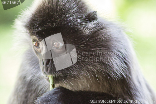 Image of Black and white Surili monkey in Borneo