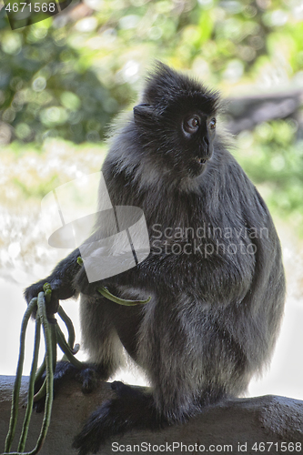 Image of Black and white Surili monkey in Borneo