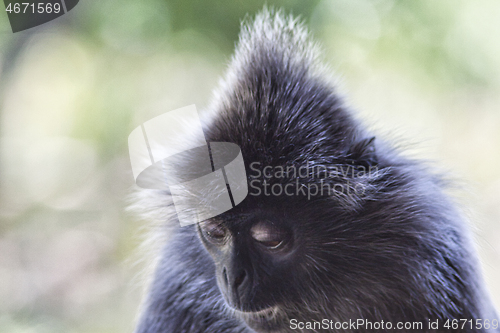 Image of Black and white Surili monkey in Borneo