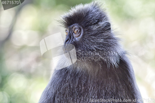 Image of Black and white Surili monkey in Borneo