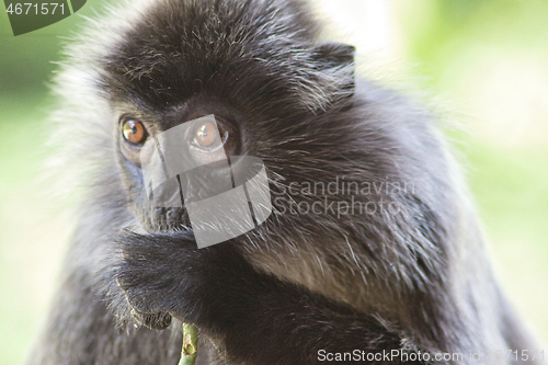 Image of Black and white Surili monkey in Borneo