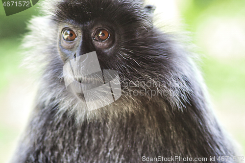Image of Black and white Surili monkey in Borneo