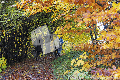 Image of Two women and a man walk on a hiking forest trail colored with a