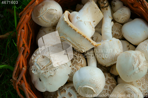 Image of fresh champignon mushrooms