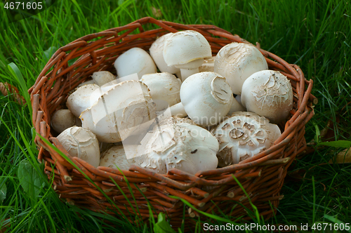 Image of fresh champignon mushrooms