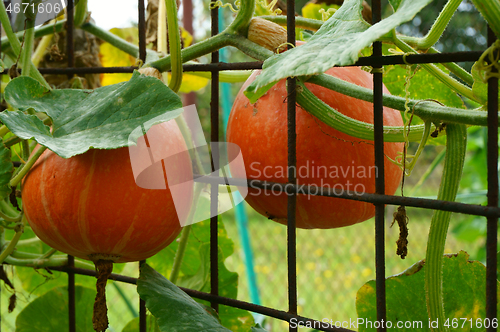 Image of hokaido pumpkin plant