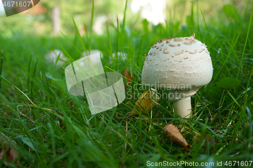 Image of fresh champignon mushroom 