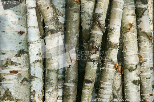 Image of birch wood texture