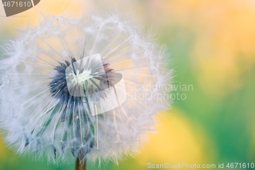 Image of close up of Dandelion, spring abstract color background