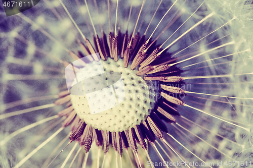 Image of close up of Dandelion, spring abstract color background