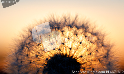 Image of close up of Dandelion abstract color in sunset