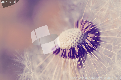 Image of close up of Dandelion, spring abstract color background