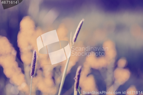 Image of spring background with grass on meadow