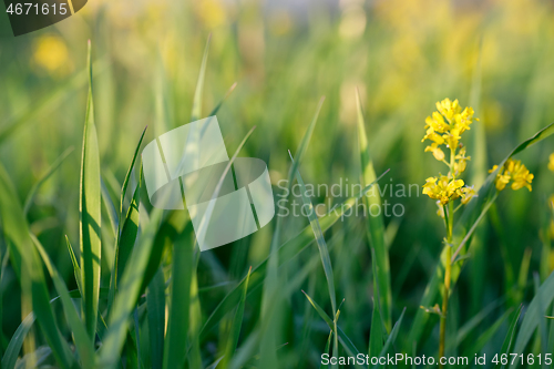 Image of spring background with grass on meadow