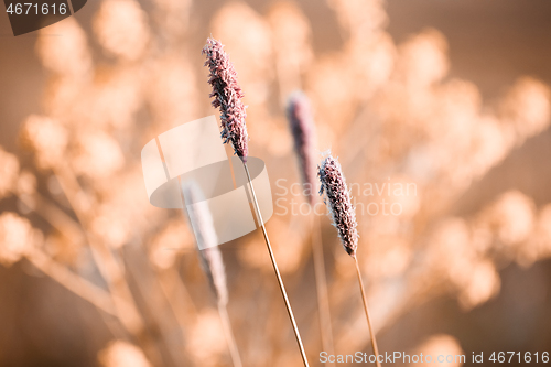 Image of spring background with grass on meadow