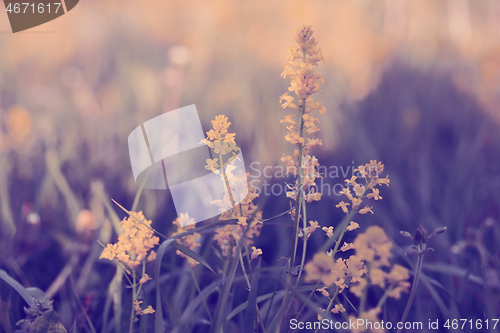 Image of spring background with grass on meadow