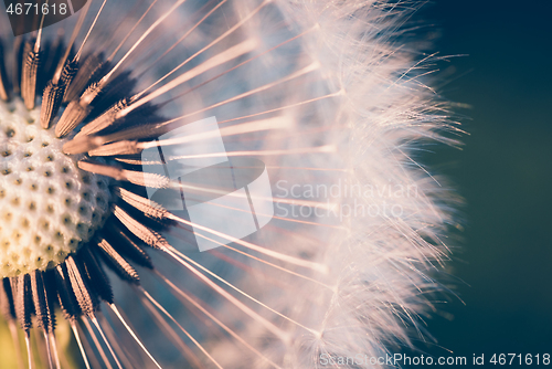 Image of close up of Dandelion, spring abstract color background