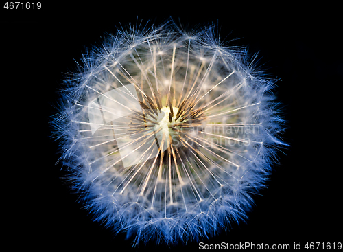 Image of close up of Dandelion, spring abstract color background