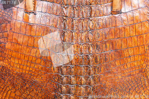 Image of Crocodile leather