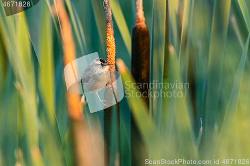 Image of Sedge warbler (Acrocephalus schoenobaenus) on reed