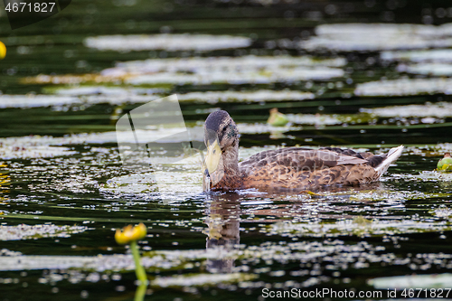 Image of Mallard (Anas platyrhynchos) female during foraging