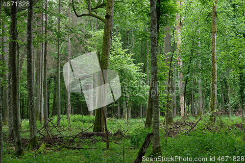 Image of Broken trees in spring